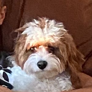 Meet your Posher, Monica